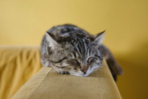 Comunicarnos con nuestros gatos siempre ha sido una tarea compleja. Un estudio ha descubierto la clave: parpadear