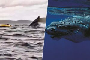 Si te pasa como al joven que se lo tragó una ballena en Chile, tranquilo. La ciencia dice que no hay nada que temer