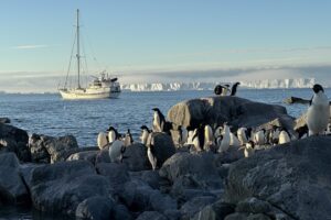 los pingüinos de la Antártida