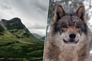 el loco plan de Escocia para salvar los bosques
