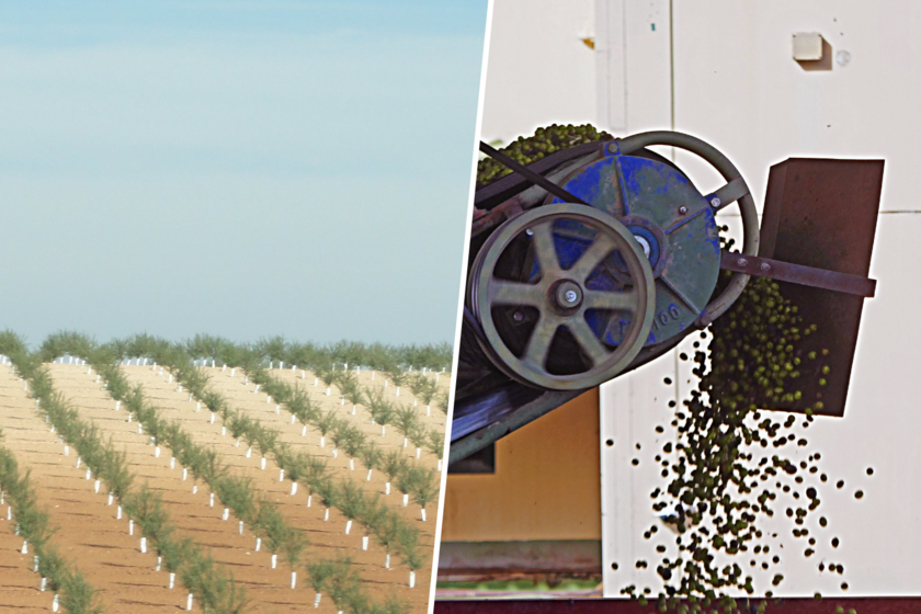 La campaña del aceite de oliva va tan bien que los olivareros españoles ya han perdido 270 millones de euros
