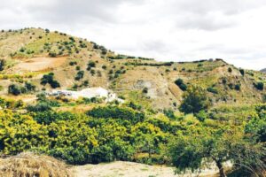 España afronta una sequía brutal y hay agricultores regando aguacates irregularmente. Un fiscal quiere que sea delito