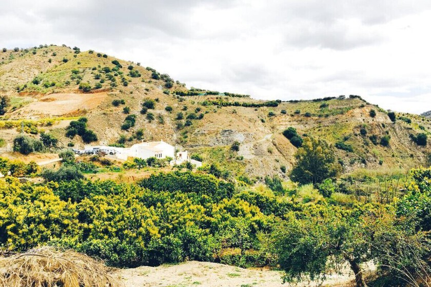 España afronta una sequía brutal y hay agricultores regando aguacates irregularmente. Un fiscal quiere que sea delito