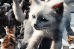 Es una de las películas de ciencia ficción más chifladas del último año y acaba de llegar a Disney+. Una felina space opera de Marvel que fracasó en cines