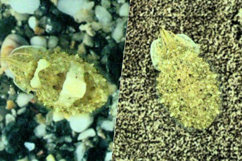 El camuflaje de las sepias es tan brillante que hemos necesitado superordenadores para comenzar a descifrarlo