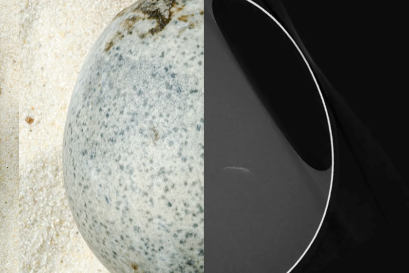 Unos ingleses encontraron un huevo del siglo III AC. Lo que no sabían es que aún había líquido en su interior