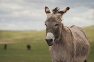 de dónde demonios surgieron los burros