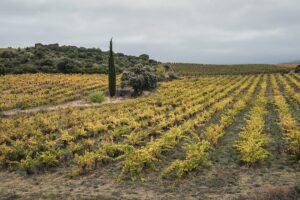Una bodega francesa se jactaba de hacer "vinos cósmicos", en contra de los científicos. El tiempo le ha dado la razón