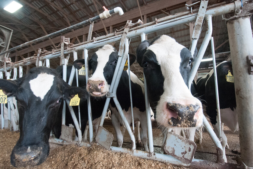 Los ganaderos llevan 20 años denunciando un complot para hundir el precio de la leche. La justicia acaba de darles la razón