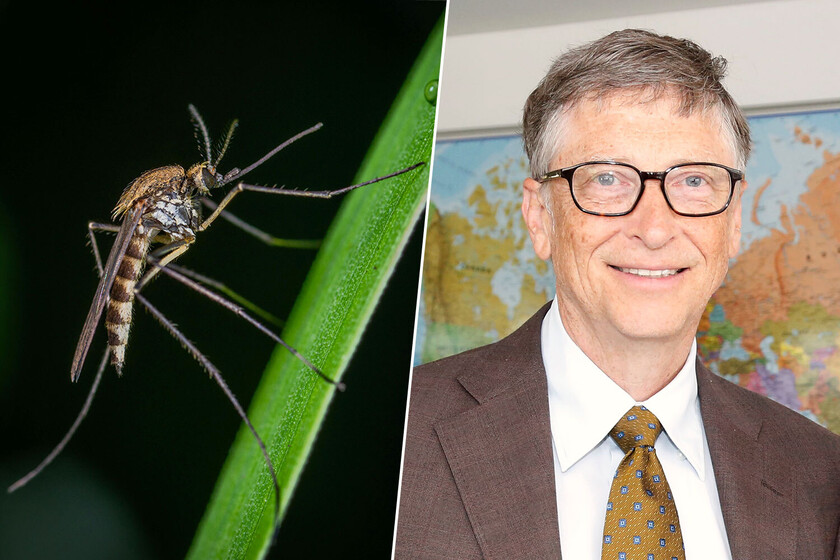 mosquitos modificados para controlar epidemias