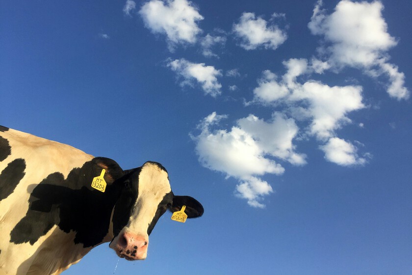 Muere más gente por culpa de las vacas que de los tiburones. El accidente de Nava del Rey es un buen ejemplo
