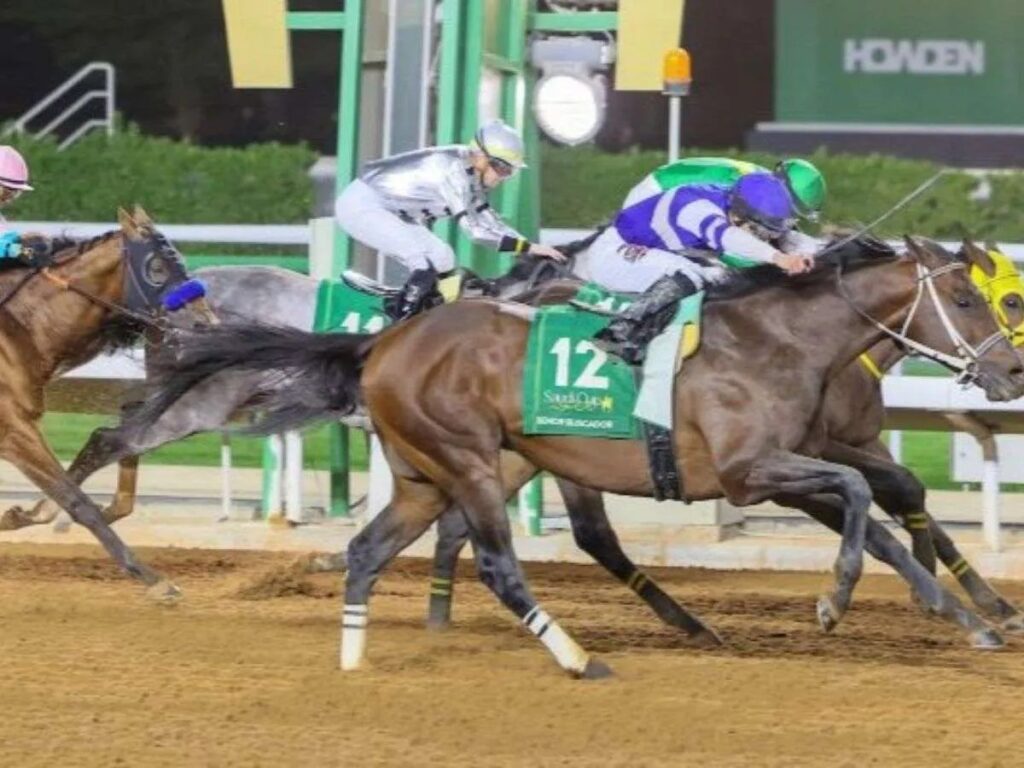 Sr. Buscador, un caballo alquilado que va por más