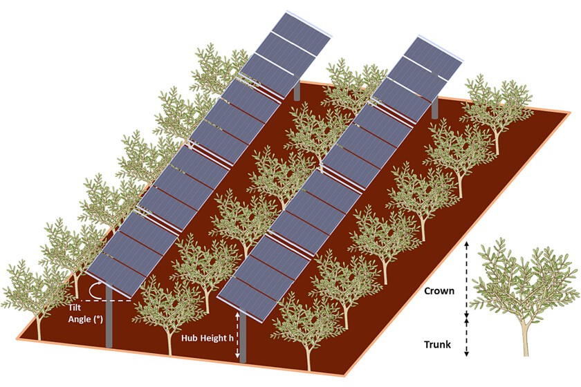 Jaén demuestra que combinar el aceite de oliva con la fotovoltaica es rentable