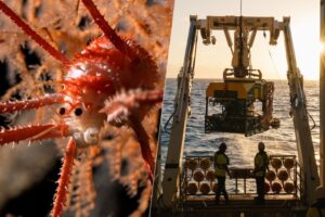 Unos científicos fueron a explorar uno de los lugares más recónditos del Pacífico. 100 especies desconocidas los esperaban