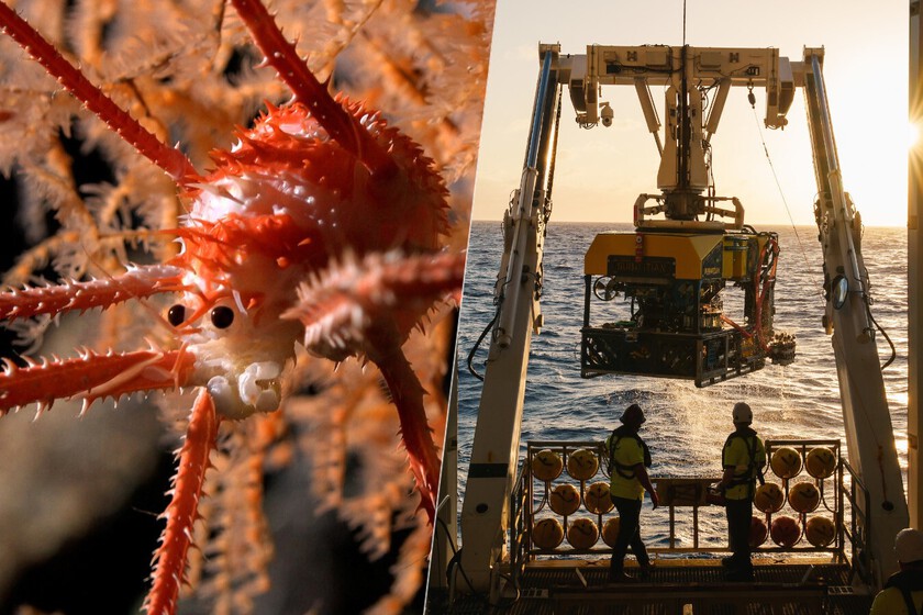 Unos científicos fueron a explorar uno de los lugares más recónditos del Pacífico. 100 especies desconocidas los esperaban