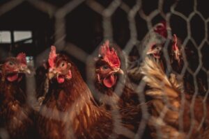 Los gallegos están legalizando las gallinas que tienen en casa. Y ya han "surgido" más de 40.000 corrales