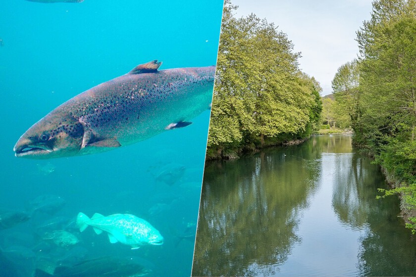 los salmones se han extendido por Navarra