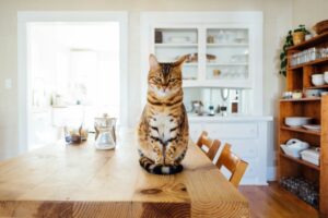 un gato tóxico que va dejando huellas amarillas