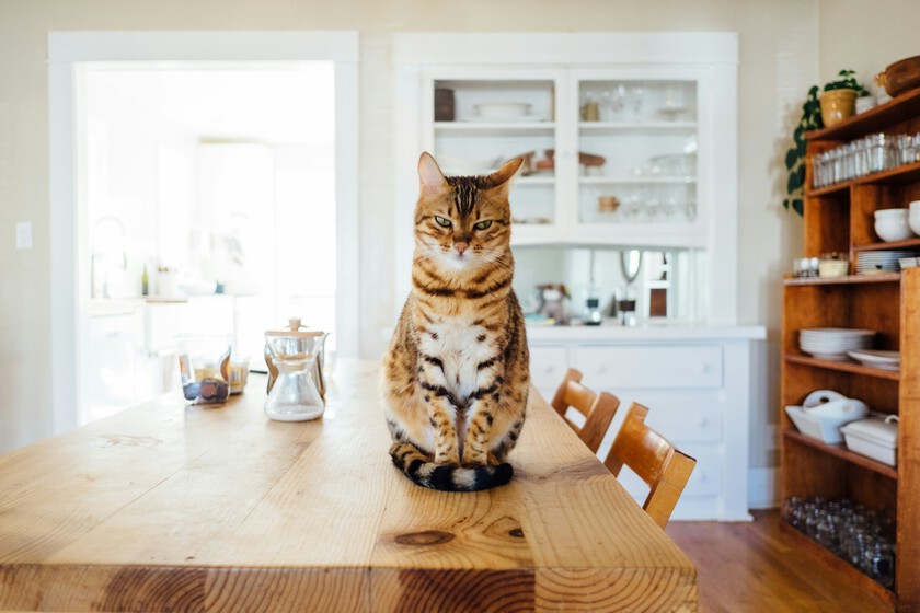 un gato tóxico que va dejando huellas amarillas