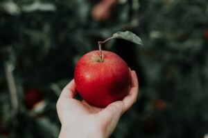 Las manzanas son una de las frutas más comunes y corrientes. Pero hay algo las hace brillar: la función prebiótica