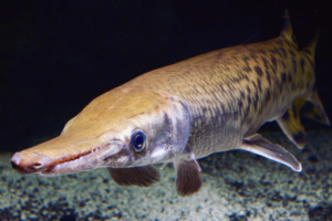 El alucinante mundo de los "fósiles vivos", especies que pasan miles de millones años sin mutaciones relevantes