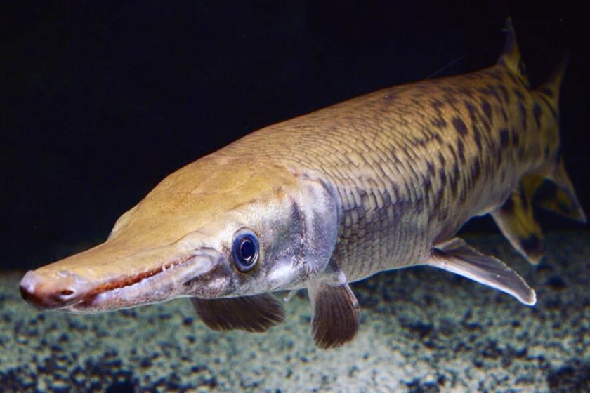 El alucinante mundo de los "fósiles vivos", especies que pasan miles de millones años sin mutaciones relevantes
