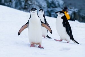 los pingüinos de verdad no son el animal que solemos creer y, de hecho, llevan dos siglos extintos