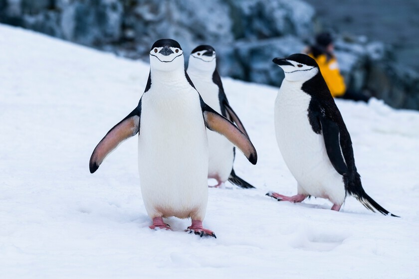 los pingüinos de verdad no son el animal que solemos creer y, de hecho, llevan dos siglos extintos