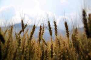 Ante sequías cada vez más duras, estamos buscando respuestas en algo descartado hace 10.000 años: cereales perennes