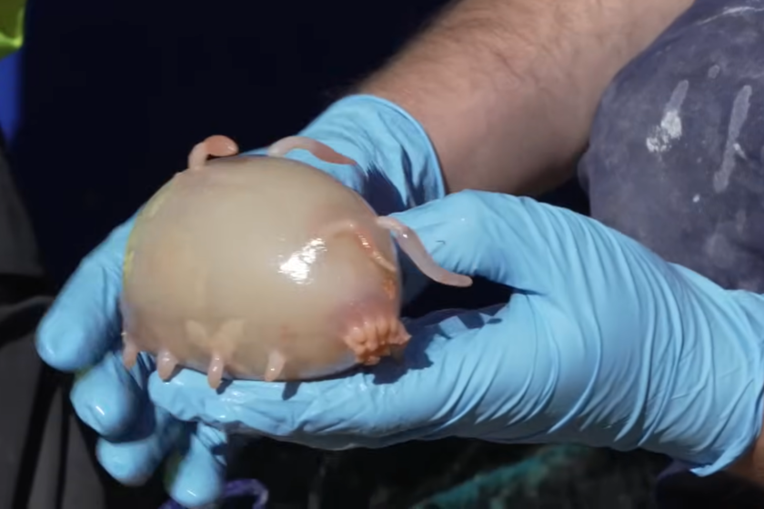 Si alguien piensa que ya no quedan animales excitantes por descubrir, aquí tenemos un "cerdo de mar" para contradecirle