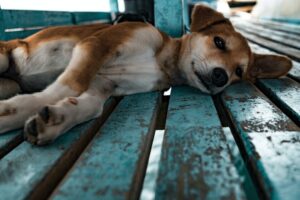 En nuestra búsqueda de una vacuna contra el cáncer, tenemos un primer brote verde: funciona en perros
