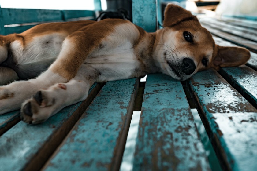 En nuestra búsqueda de una vacuna contra el cáncer, tenemos un primer brote verde: funciona en perros