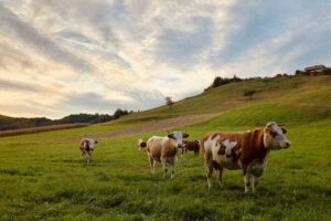 Cada vez más urbanitas se mudan al campo y se quejan por los mugidos de vacas. Francia va a protegerlos por ley