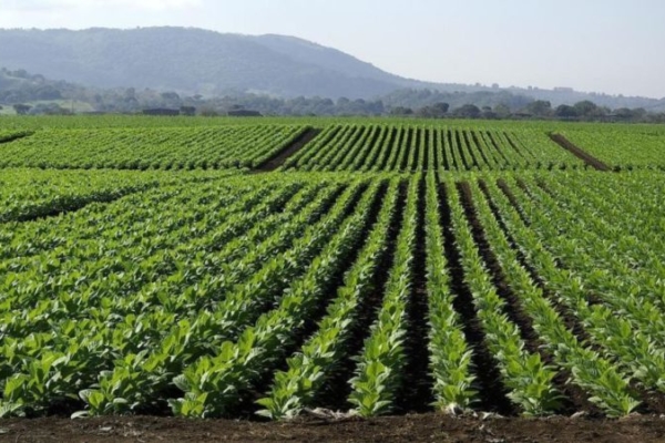 Producción de tabaco en Venezuela incrementó 20% en el primer trimestre del año