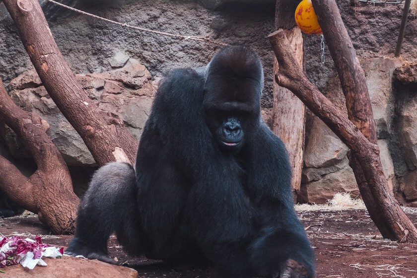 El dueño de Loro Parque en Canarias carga contra animalistas. Y con ello reabre el debate sobre la existencia de los zoos