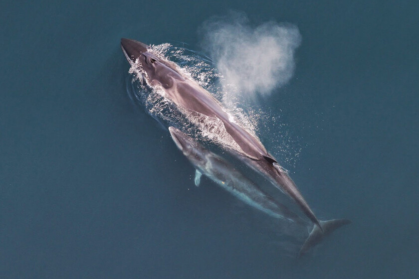 las ballenas sei han regresado a la costa argentina