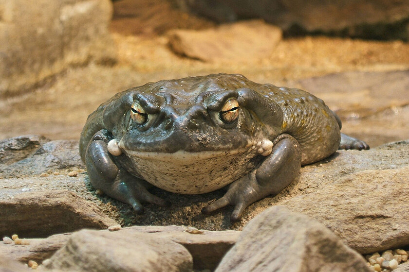 el veneno alucinógeno de un sapo