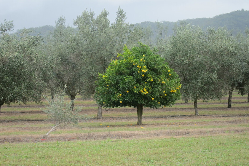 Cómo la "gallina de los limones de oro” se ha convertido en una trampa para el campo español
