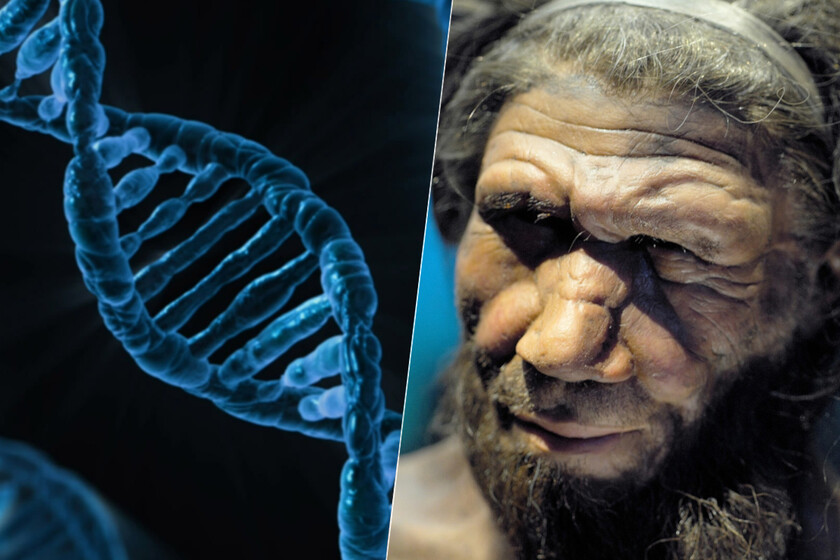 Hace tiempo que sabemos que llevamos ADN neandertal. Ahora nos estamos dando cuenta de sus implicaciones
