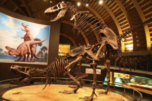 Museos con dinosaurios hay muchos, pero con una pareja de Tiranosaurios teniendo sexo solo uno (y está en Asturias)