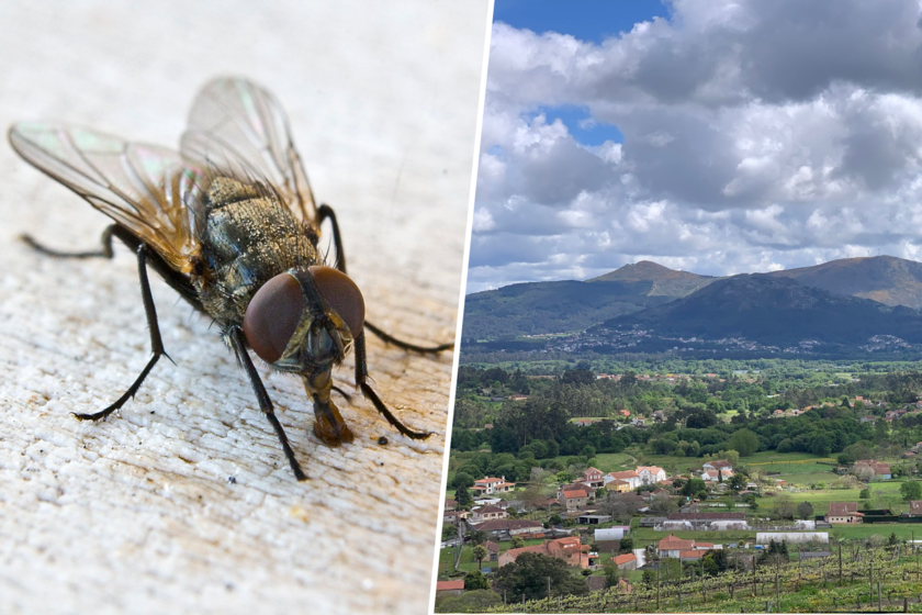 Hay pueblos en Galicia sufriendo una invasión masiva de moscas. Lo más inquietante es lo que dicen sobre nuestro futuro