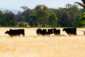 En 1788 los ingleses llevaron cinco vacas a Australia. Sin saberlo, activaron una "bomba de relojería" que explotó 200 años después