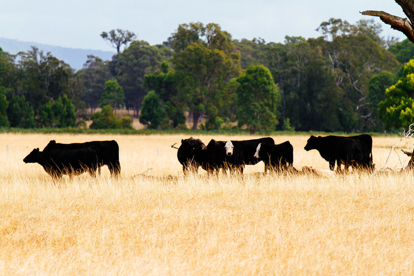 En 1788 los ingleses llevaron cinco vacas a Australia. Sin saberlo, activaron una "bomba de relojería" que explotó 200 años después