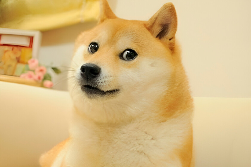 la perra shiba inu de la criptomoneda Dogecoin