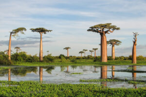 El “árbol de la vida” es también un árbol viajero. Uno que navegó desde Madagascar hasta Australia hace millones de años