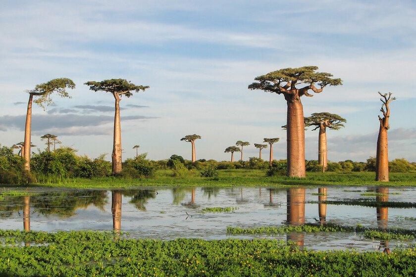 El “árbol de la vida” es también un árbol viajero. Uno que navegó desde Madagascar hasta Australia hace millones de años