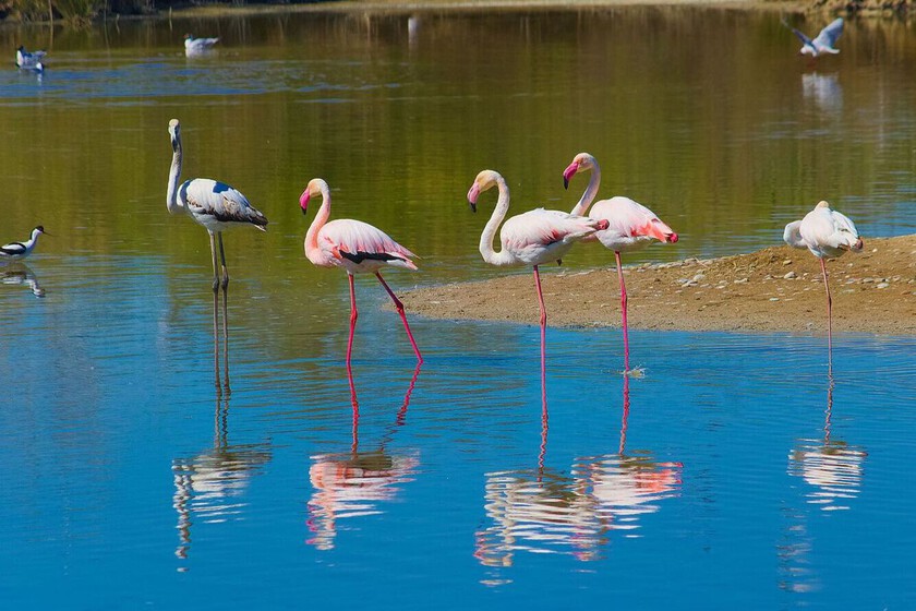 La Albufera de Valencia ha empezado a llenarse de cocodrilos hinchables. La culpa es de los flamencos