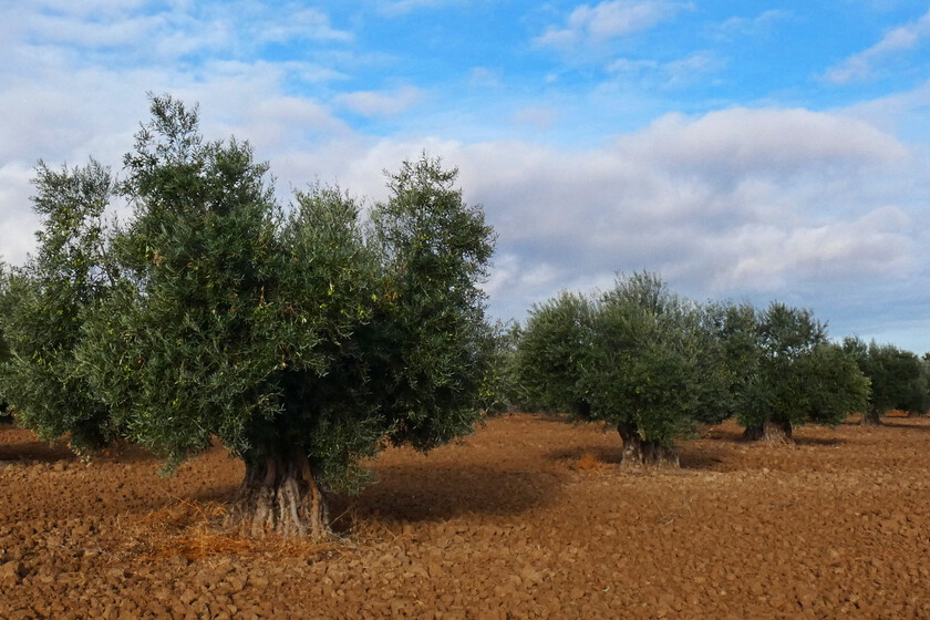 La mesa del aceite de oliva se prepara para una bajada de precios después del verano. Eso complica mucho los próximos meses