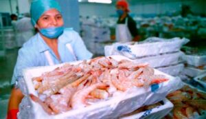 Industria camaronera venezolana podría ingresar al Top 10 de mayores exportadores del mundo en 2024