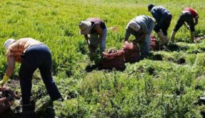El abastecimiento hoy día en el país se está dando con producción nacional